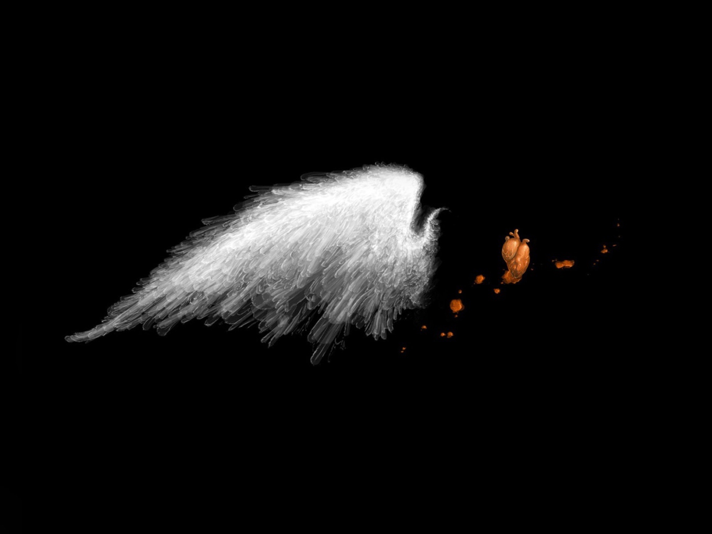 Белое крыло на черных обоях