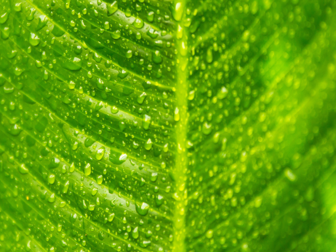 Лист с каплями