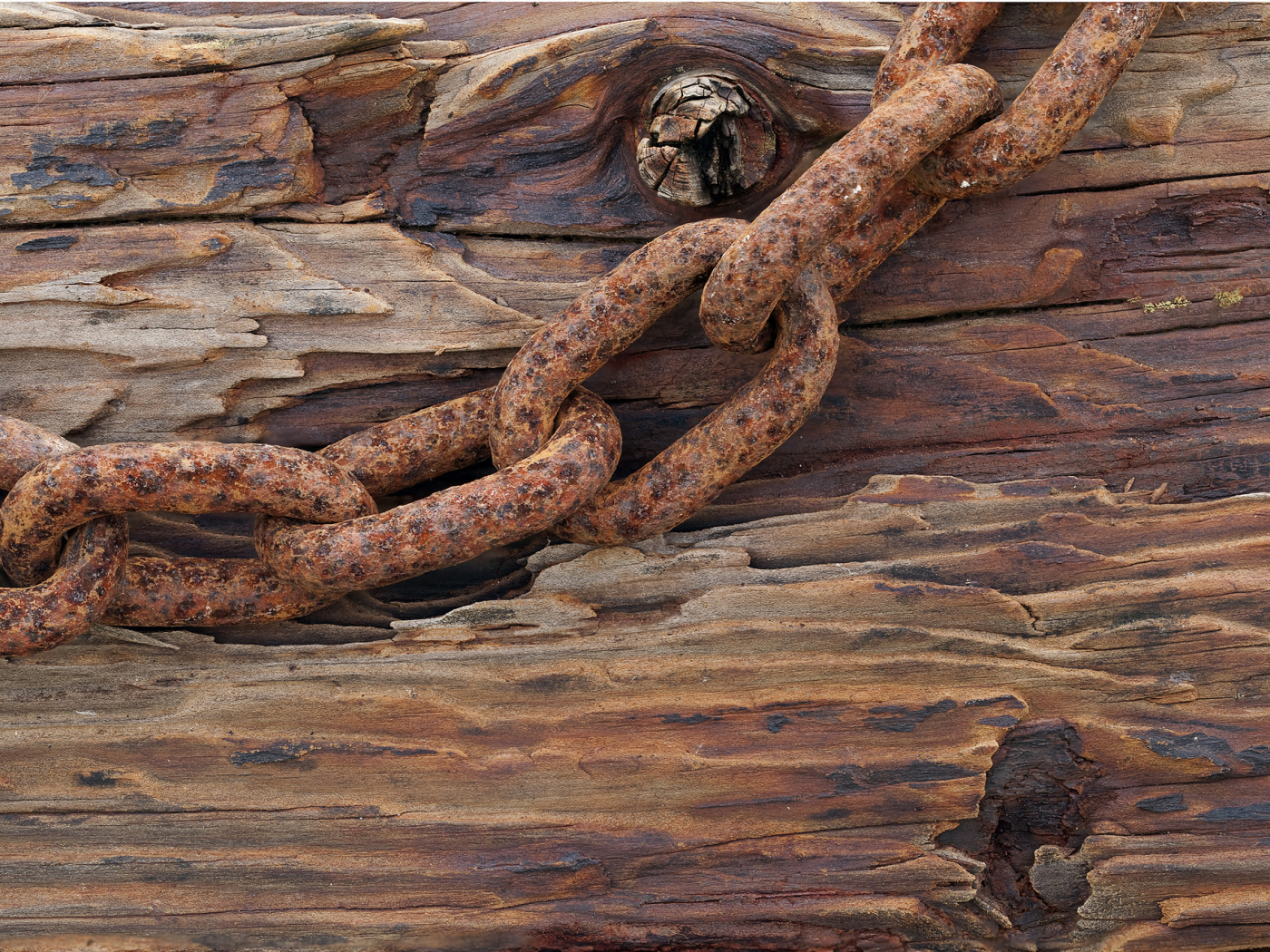 Ржавая цепь на старом дереве