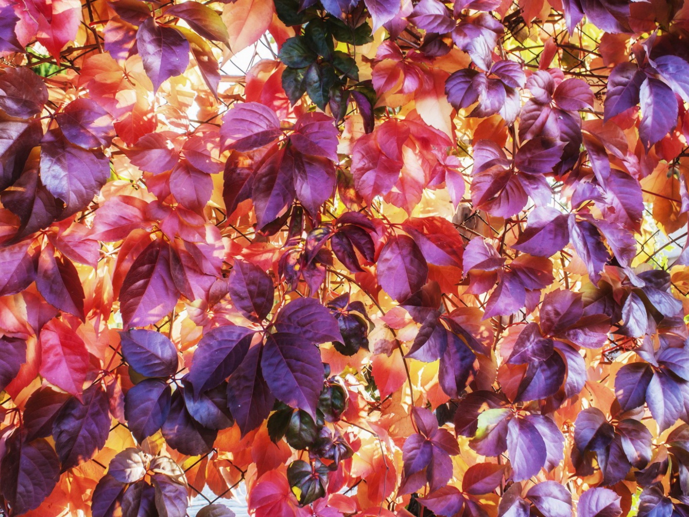 Разноцветные осенние листъя