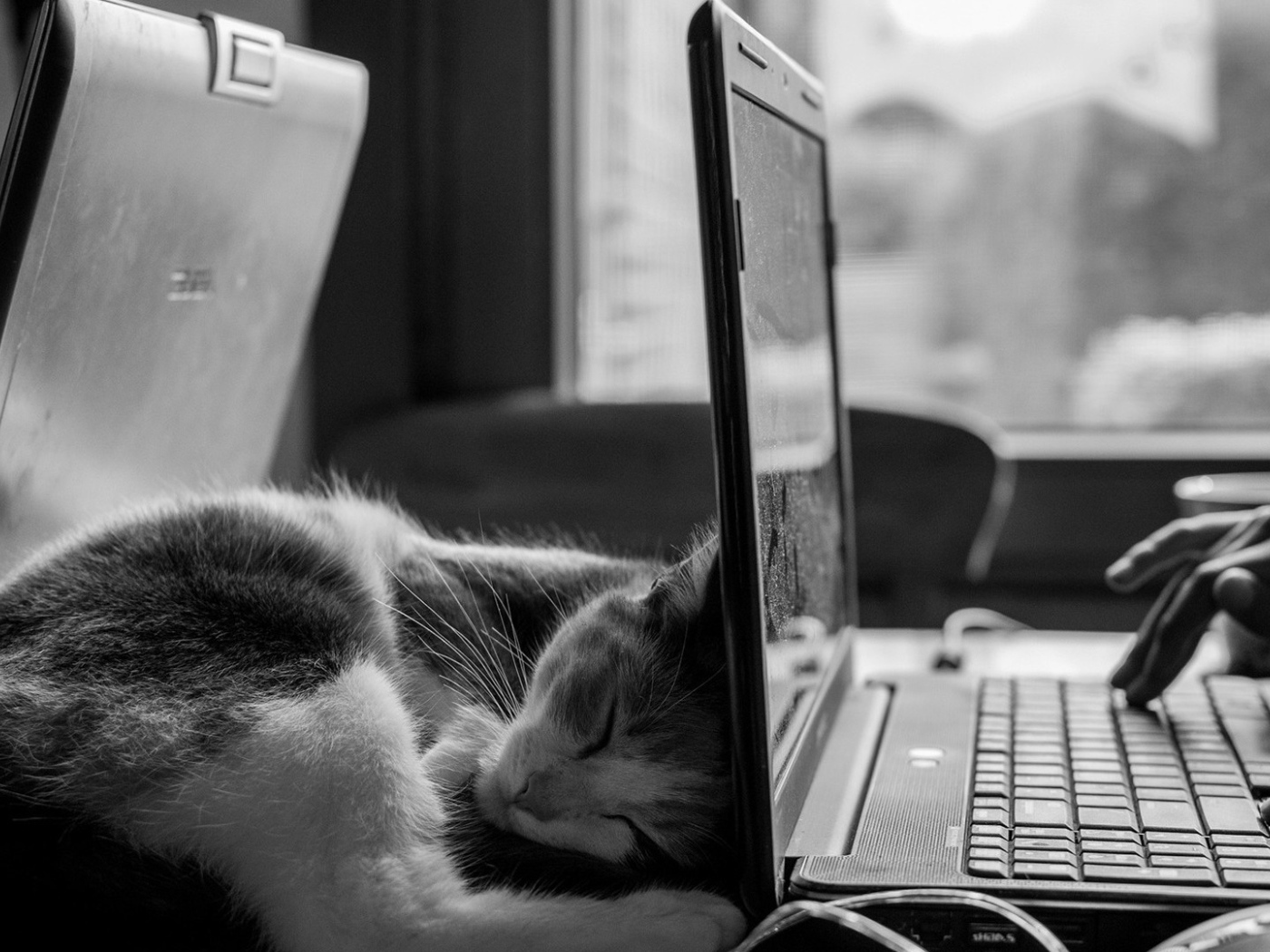 Кот спит у ноутбука HP