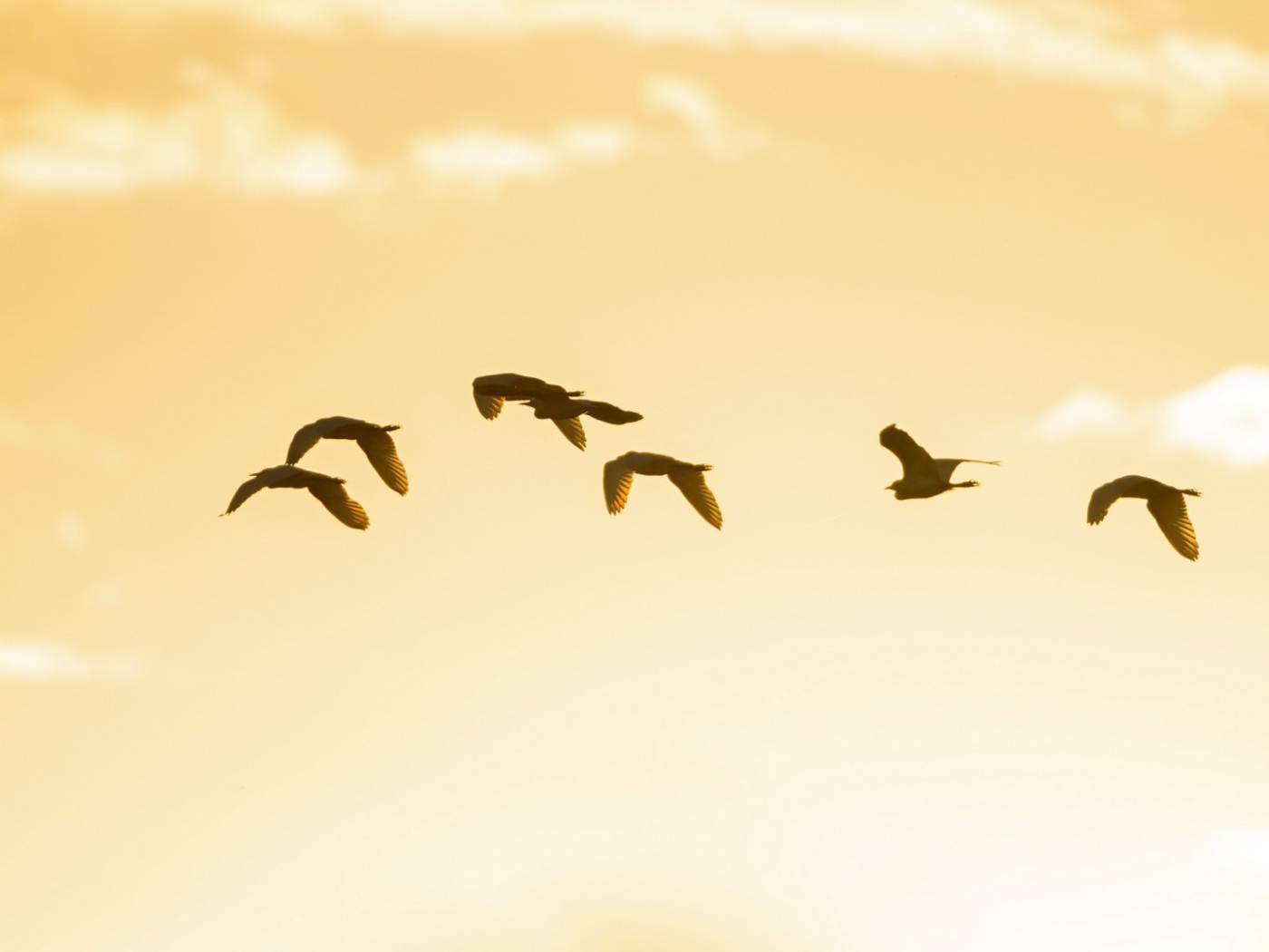 Птицы в небе