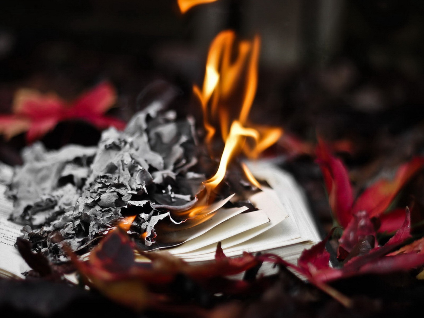 Burn the book in the autumn leaves