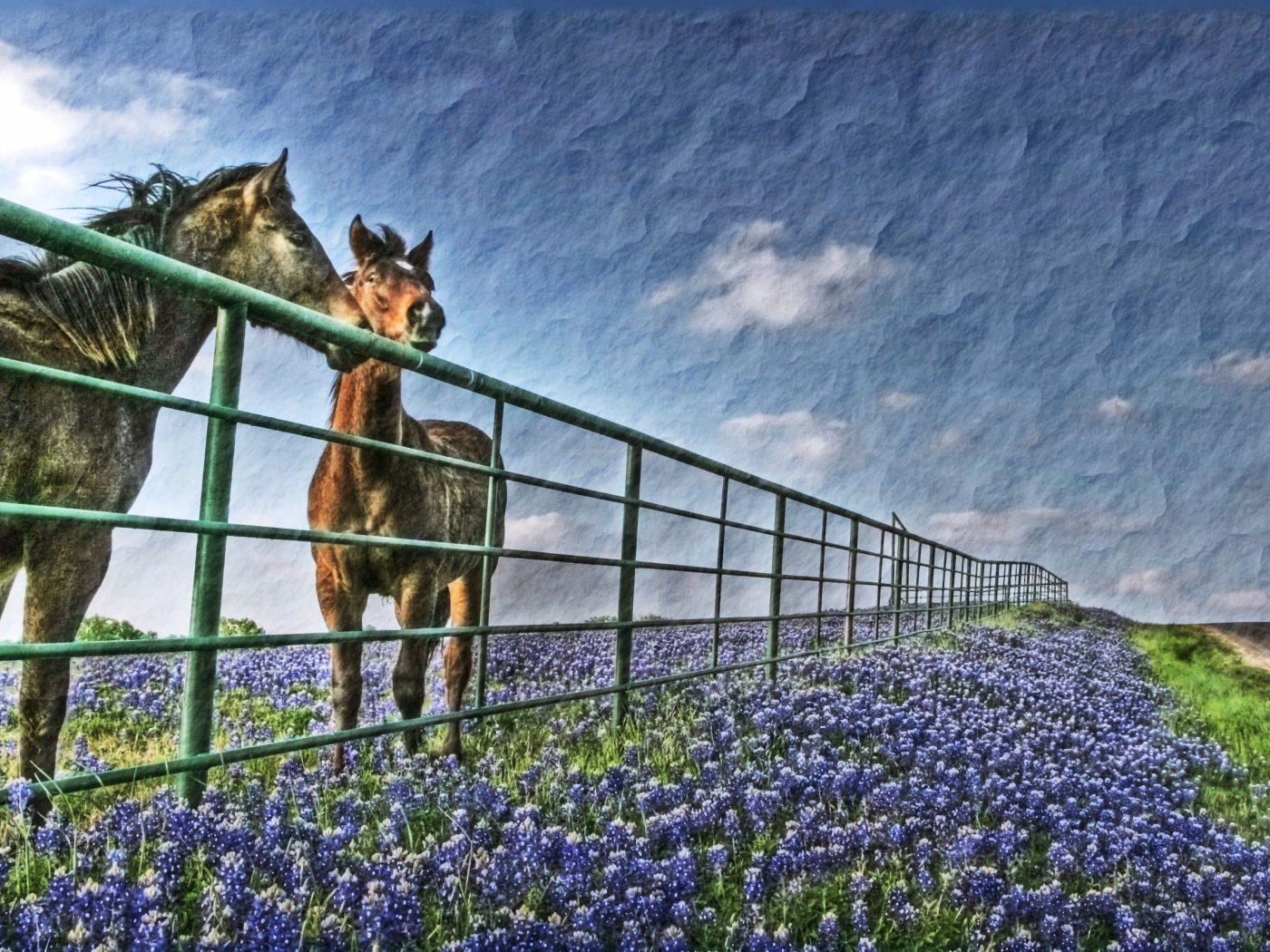 Лошади у забора