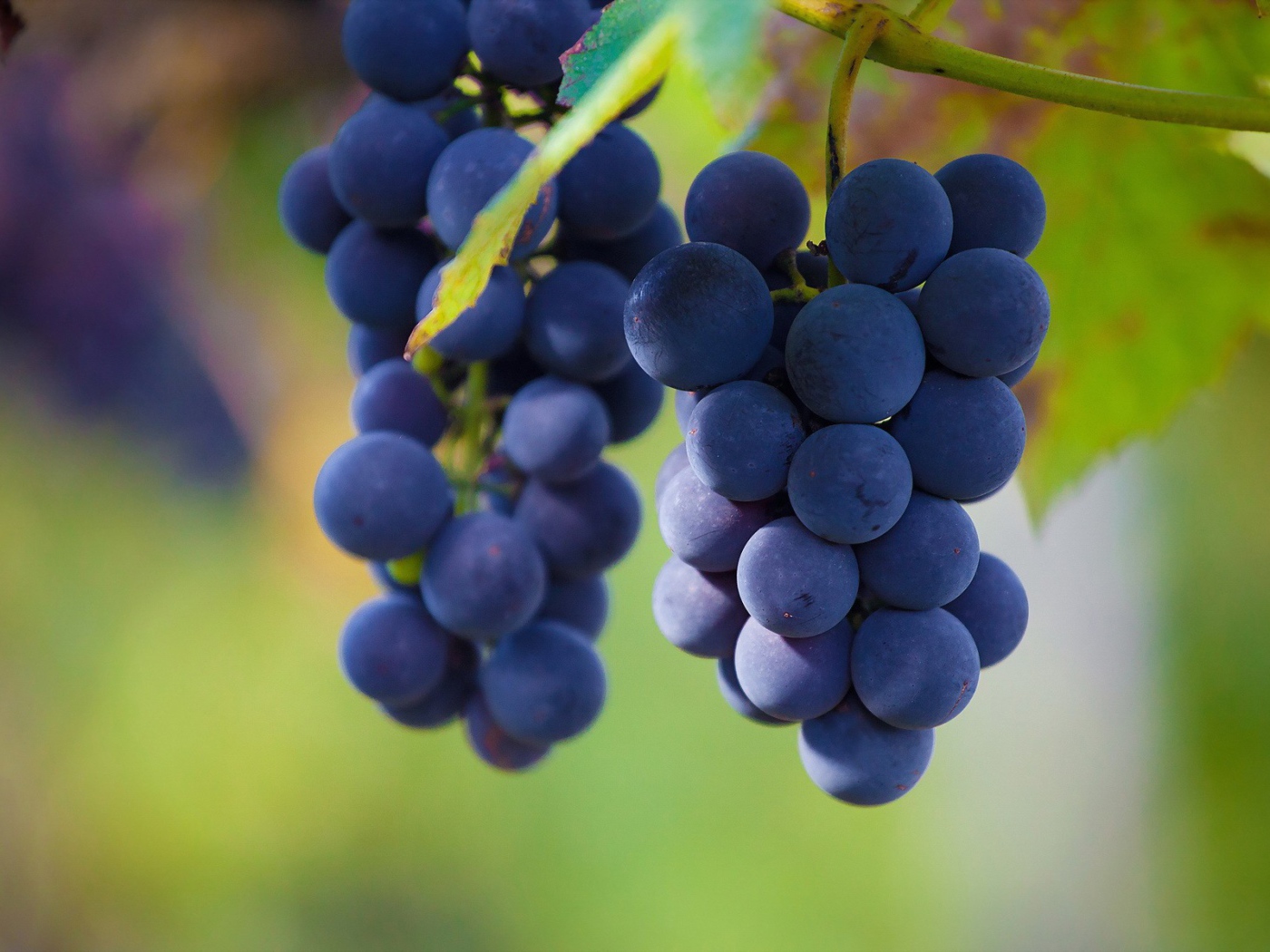 Гроздья винограда