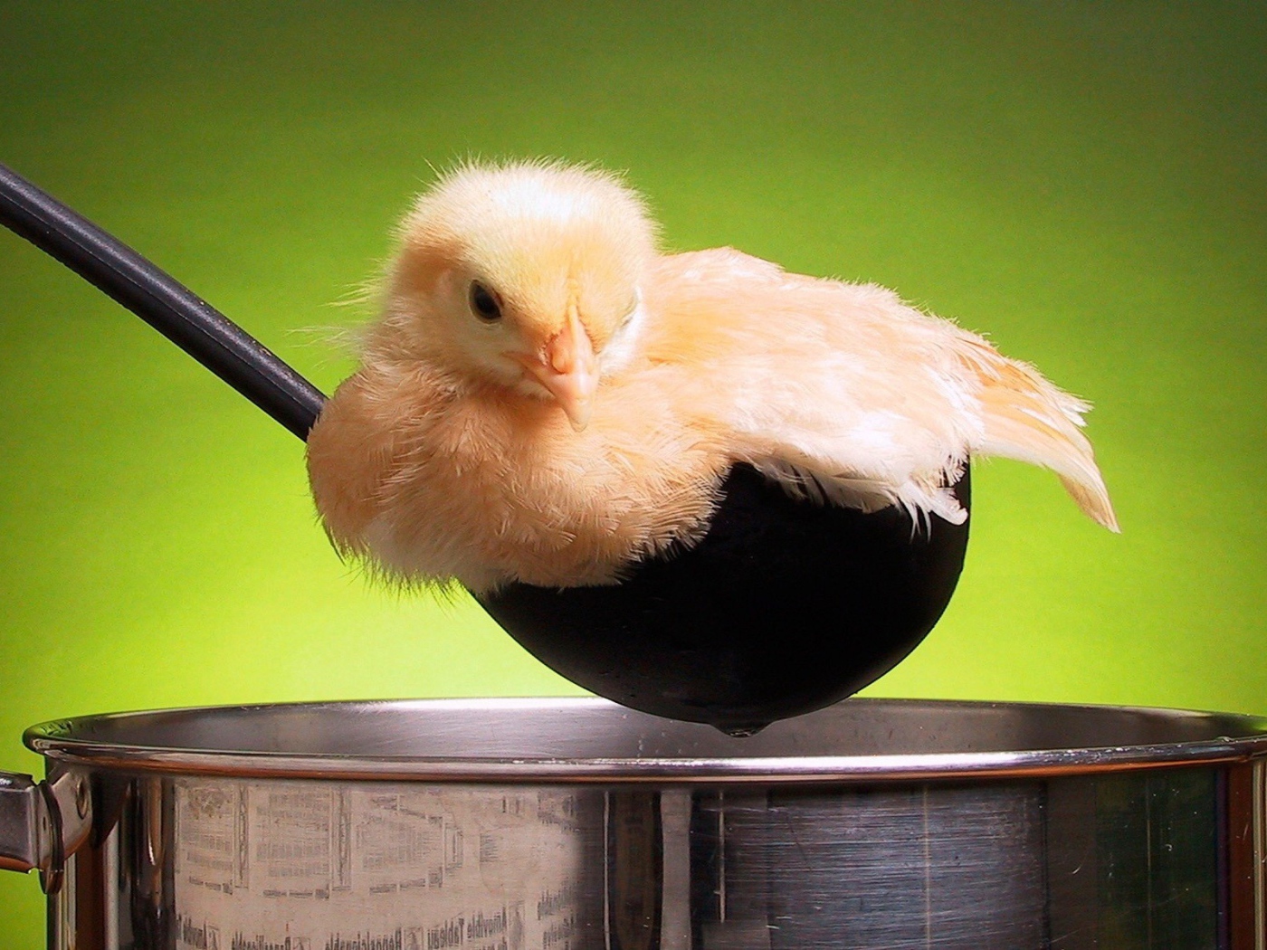 Цыпленок в поварешке