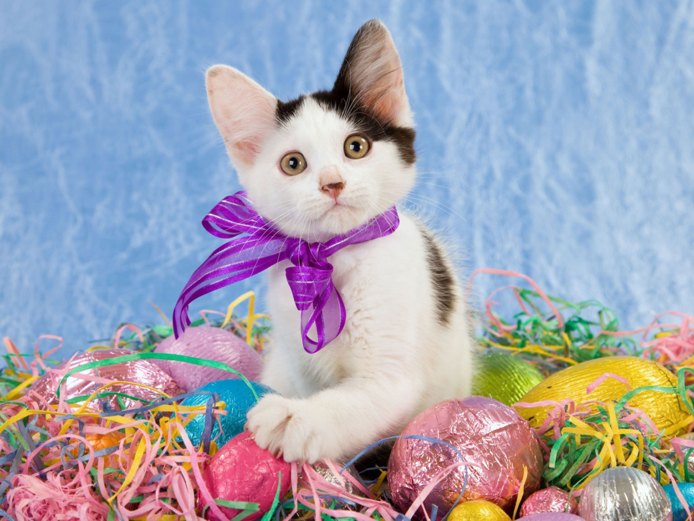 Котенок среди яиц на Пасху