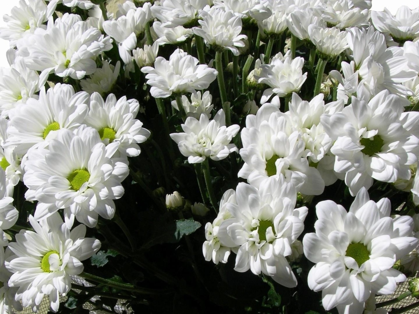 Букет из белых хризантем на восьмое марта