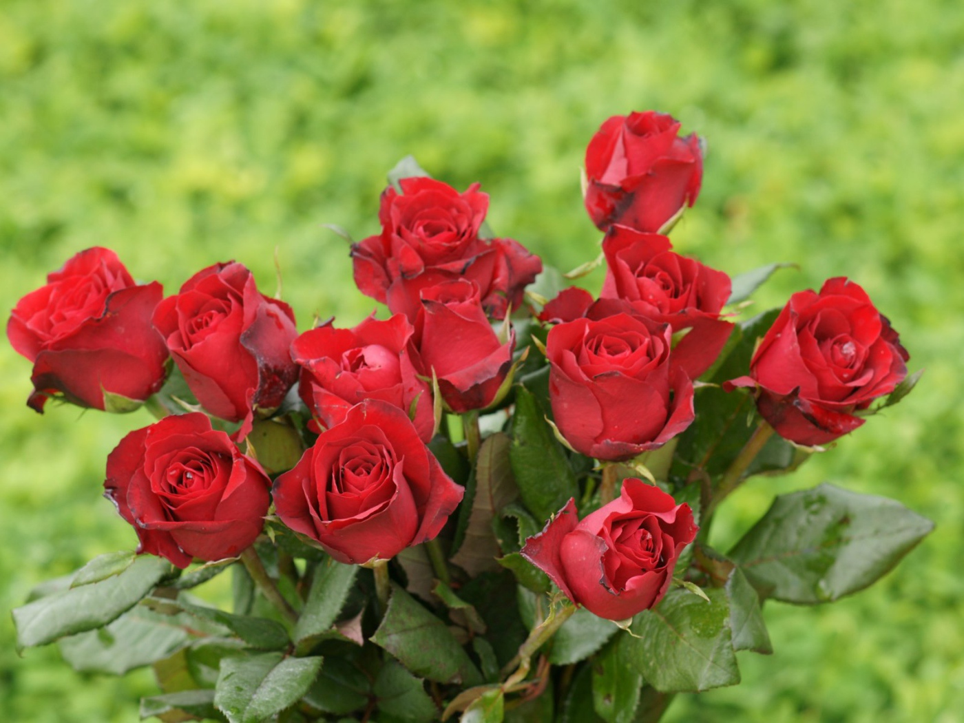 Красные розы на 8 марта на зеленом фоне