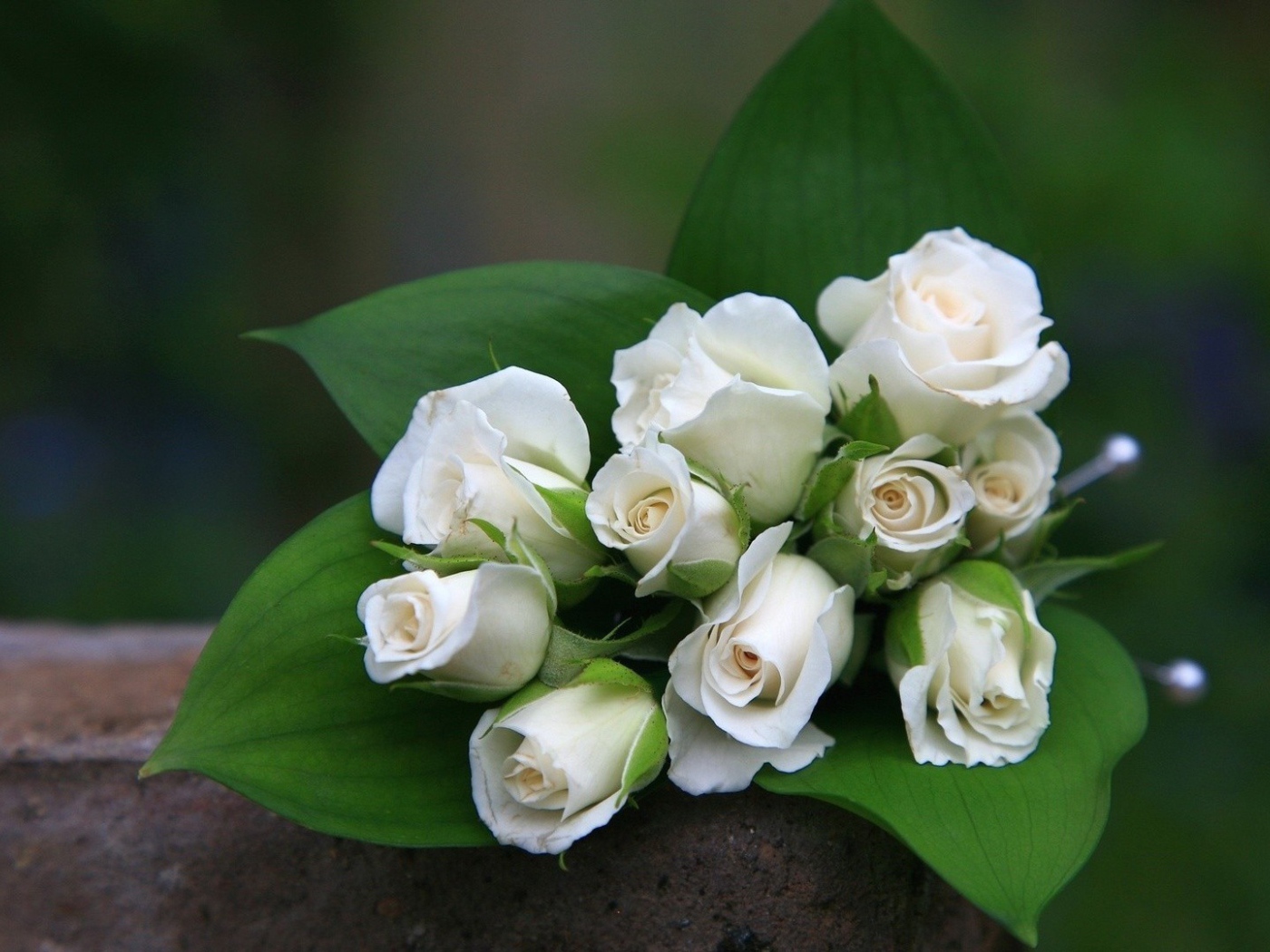 Белые розы в букете в подарок на восьмое марта женщинам