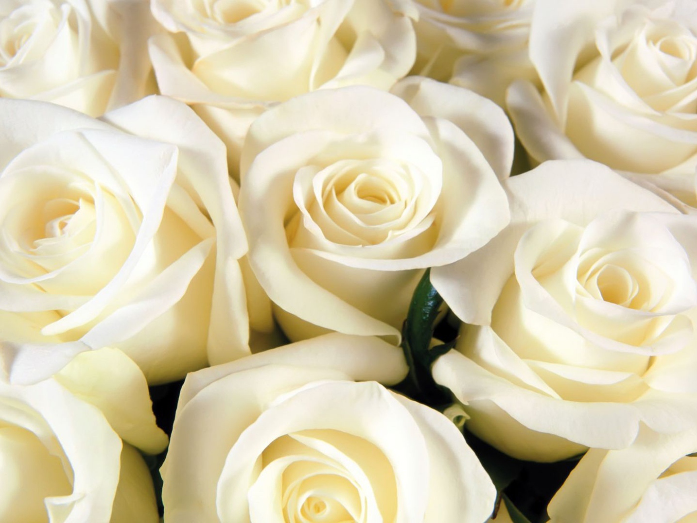 Белые розы всем женщинам на восьмое марта