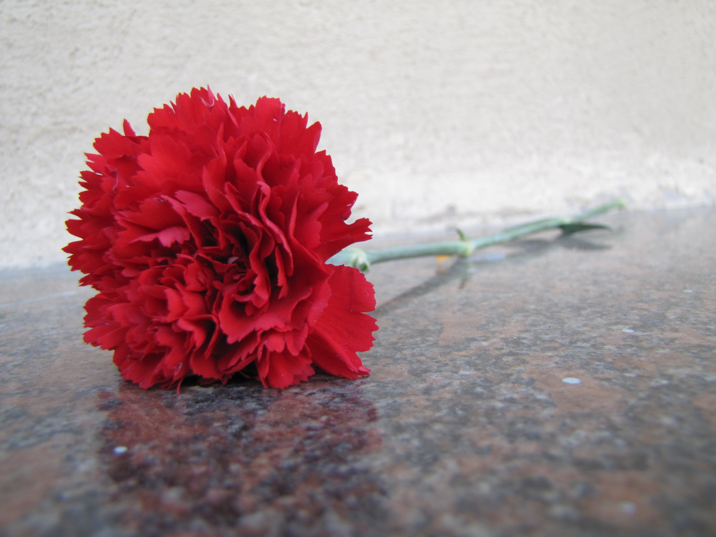 Гвоздика на граните в День Победы 9 мая