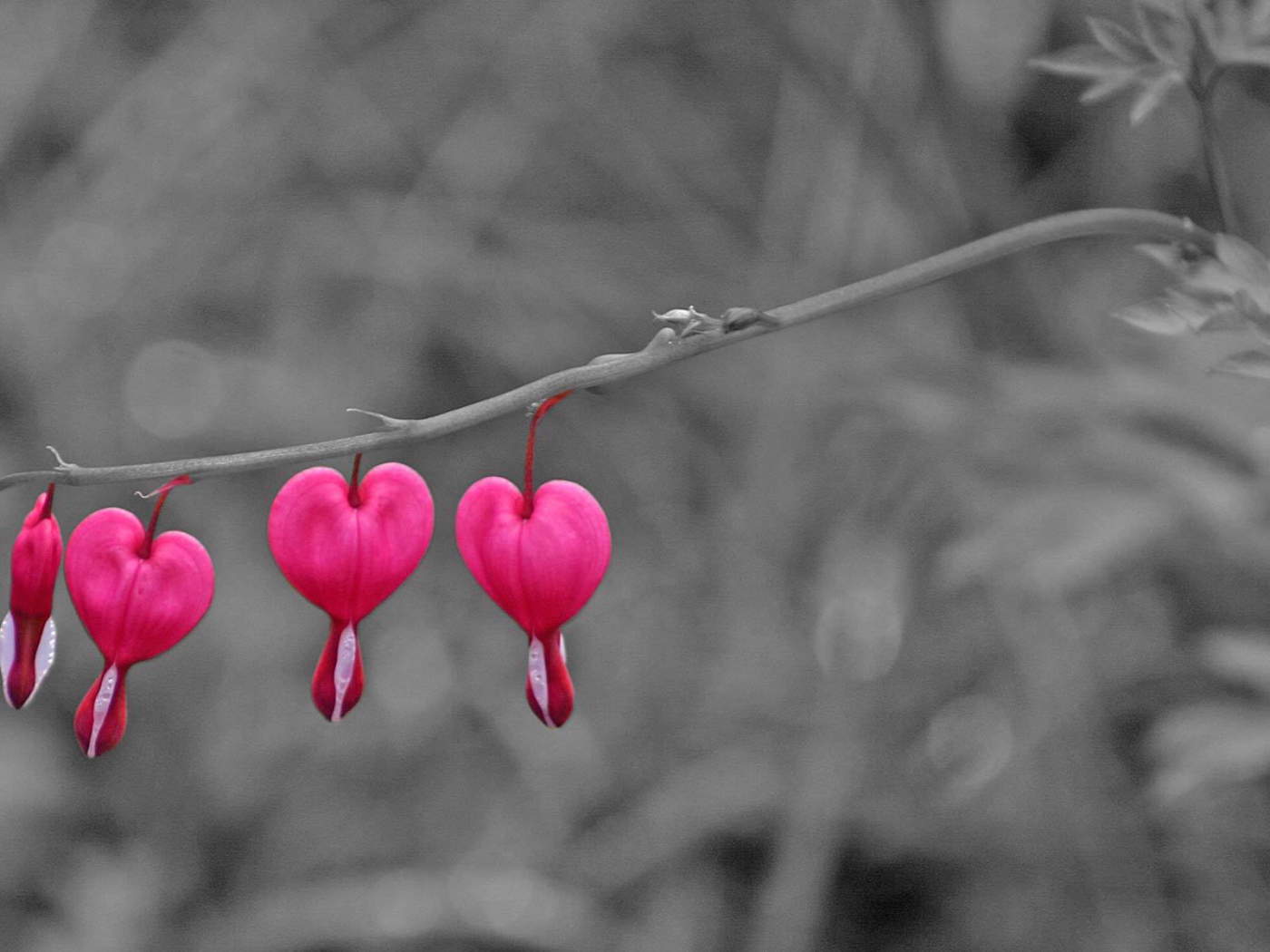 Бутоны на ветке на День Святого Валентина 14 февраля