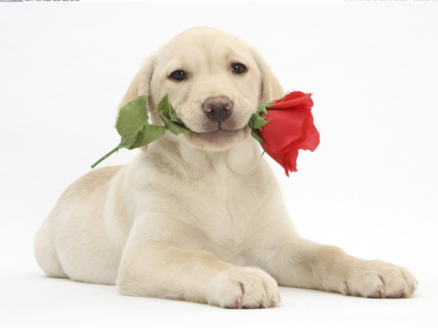 Собака с розой на День Святого Валентина