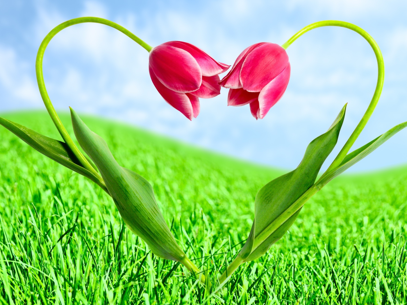 Тюльпаны на День Святого Валентина