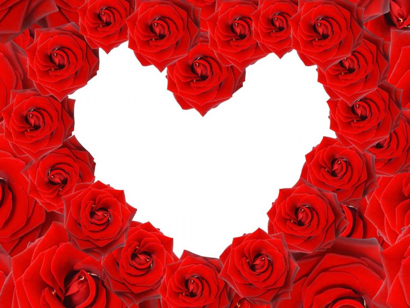 Красные розы в форме сердца на белом фоне