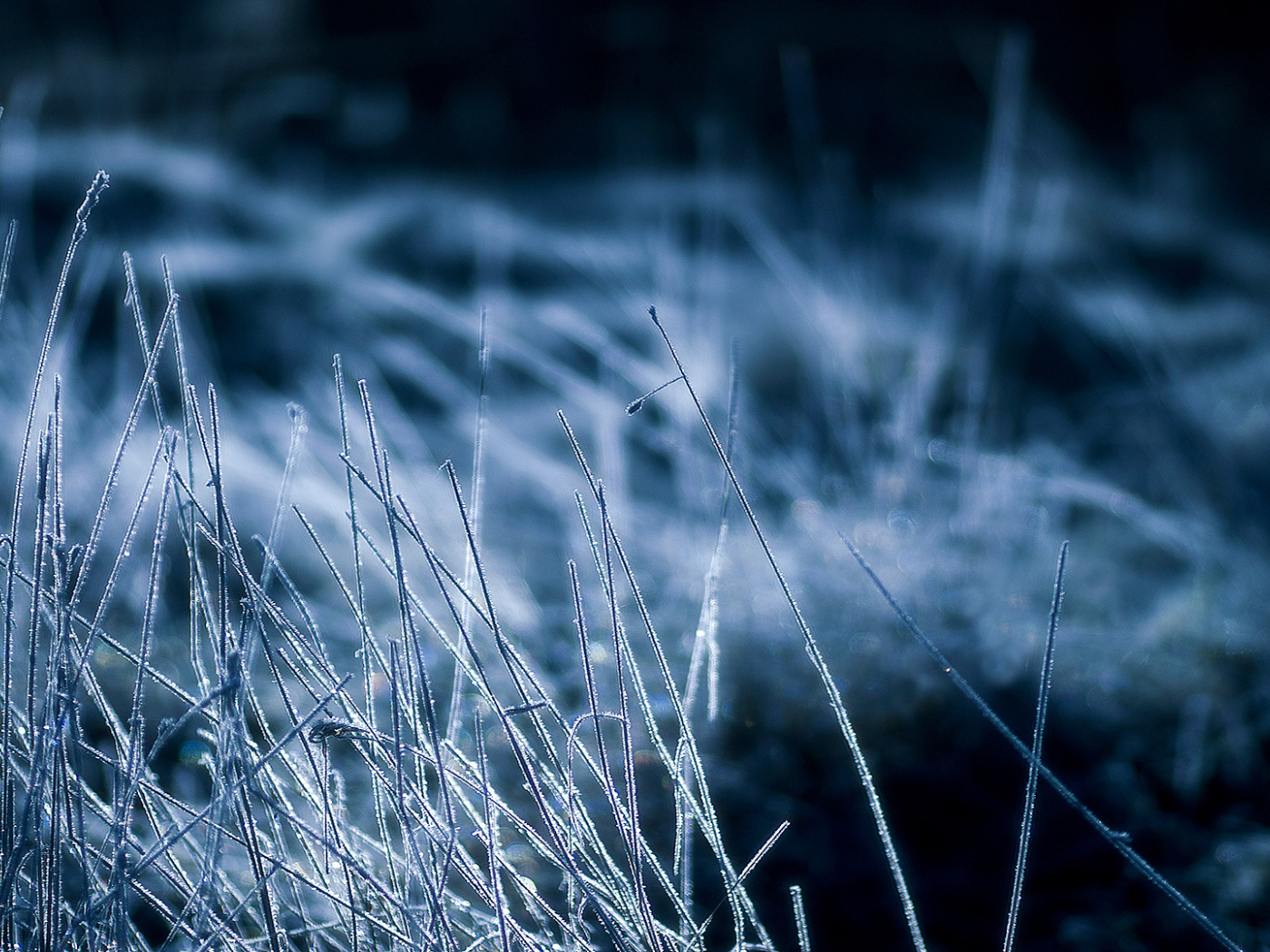 Покрытая инеем трава