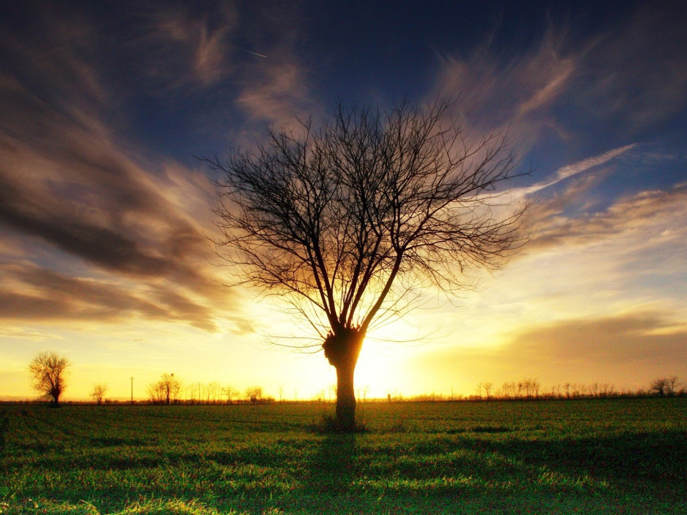 Умершее дерево