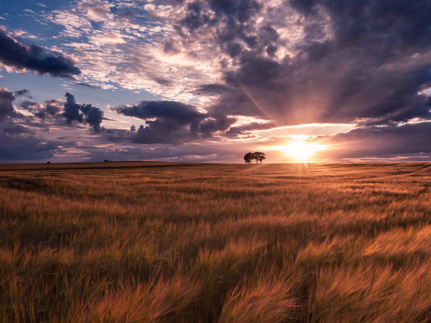 Ковыль под тучами