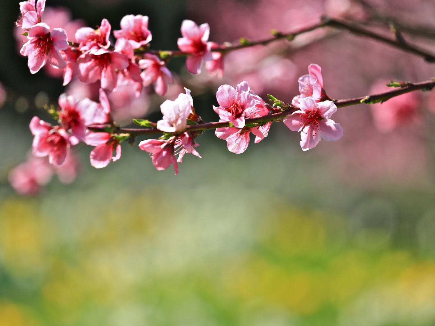 Цветы на дереве