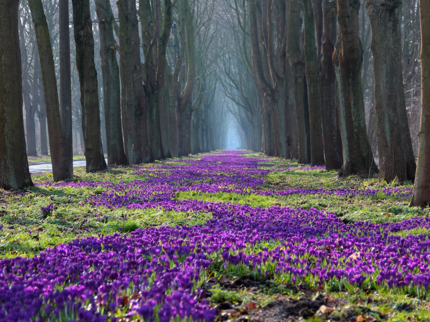 Лесные жители