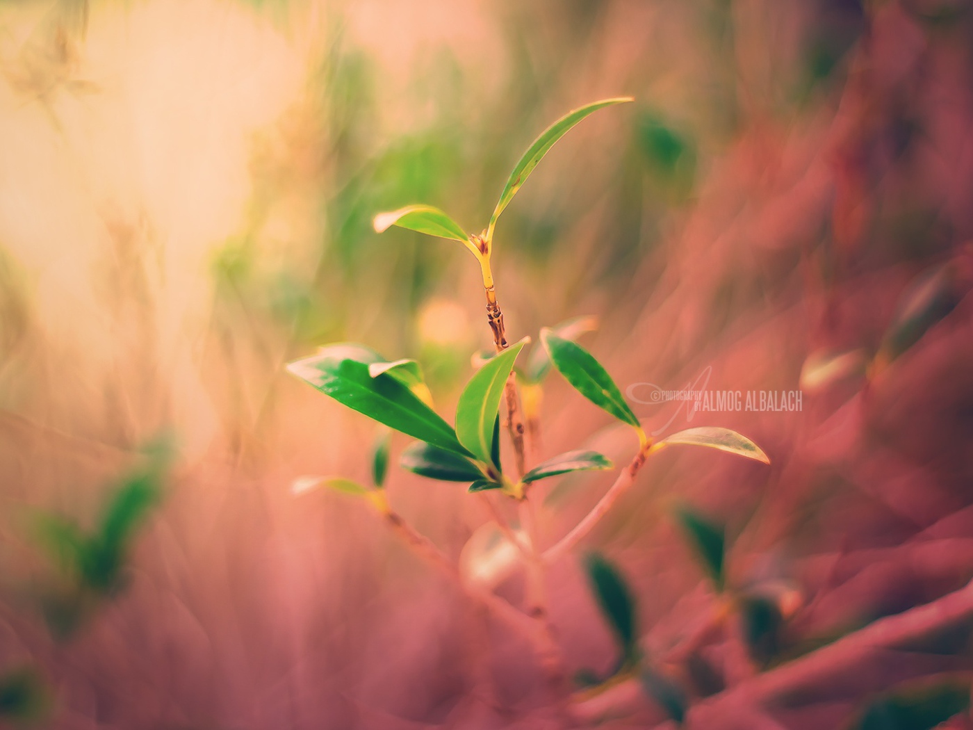 Новый завод