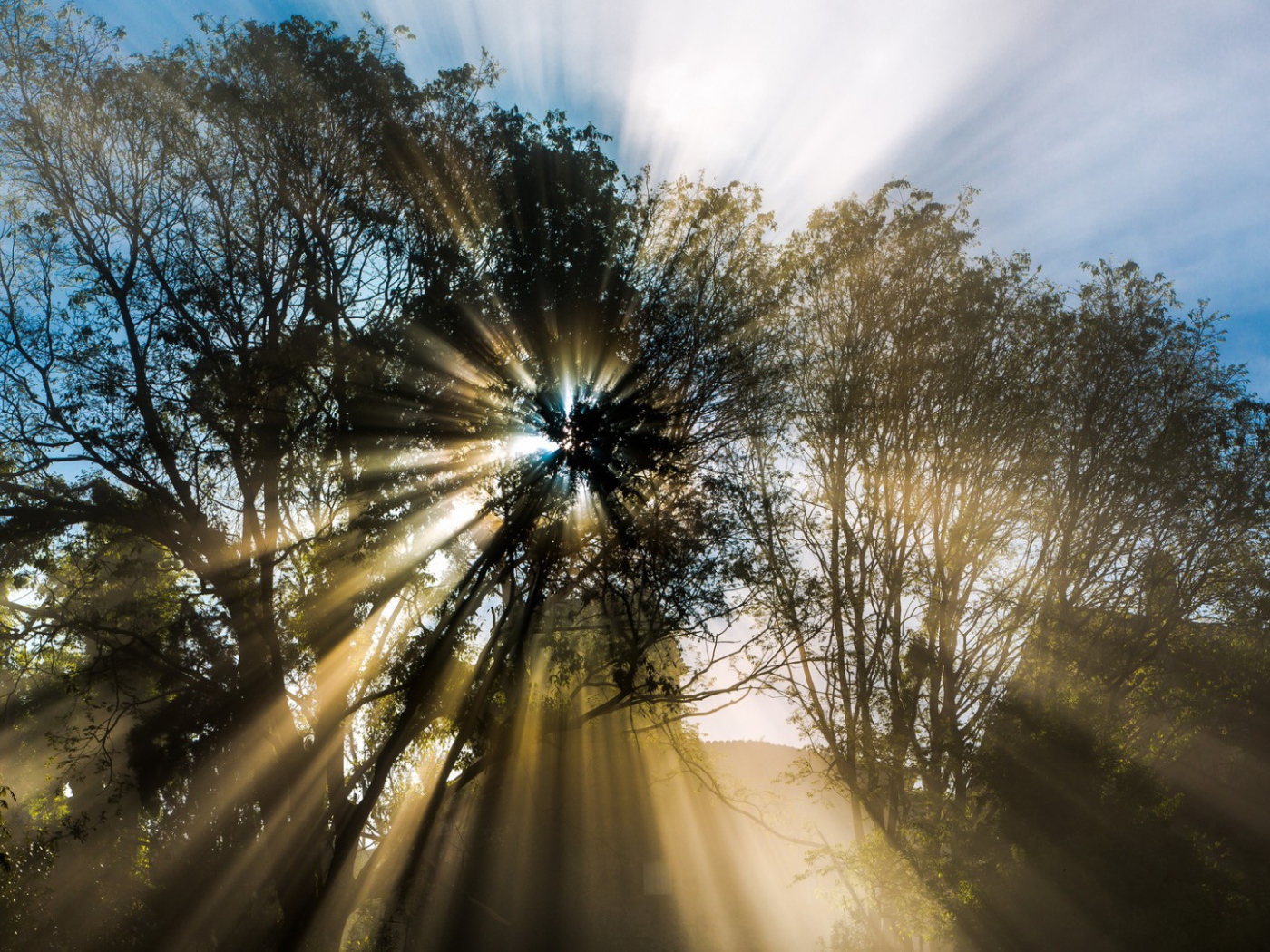 Лучи пробиваются сквозь листву