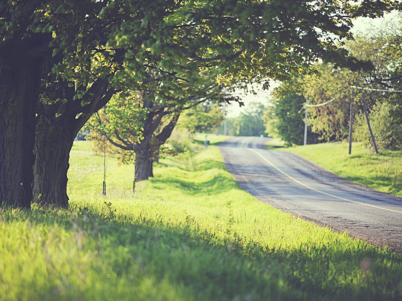 Дорога среди деревьев