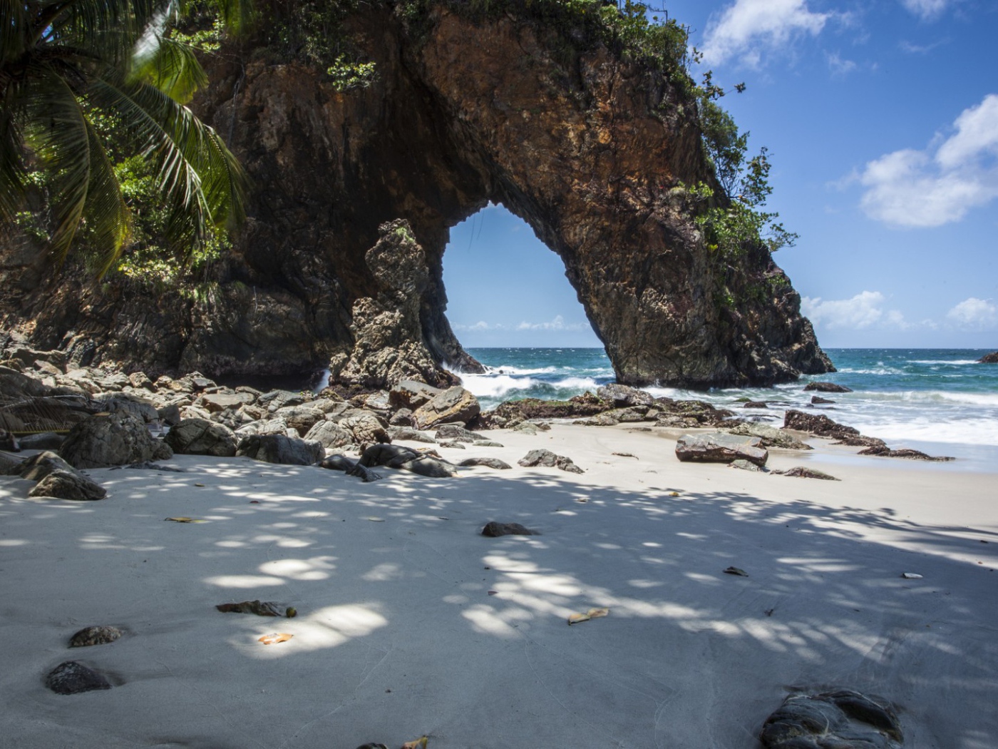 Cкала и дерево