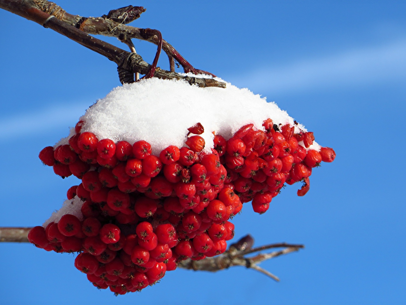 Ветка рябины под снегом