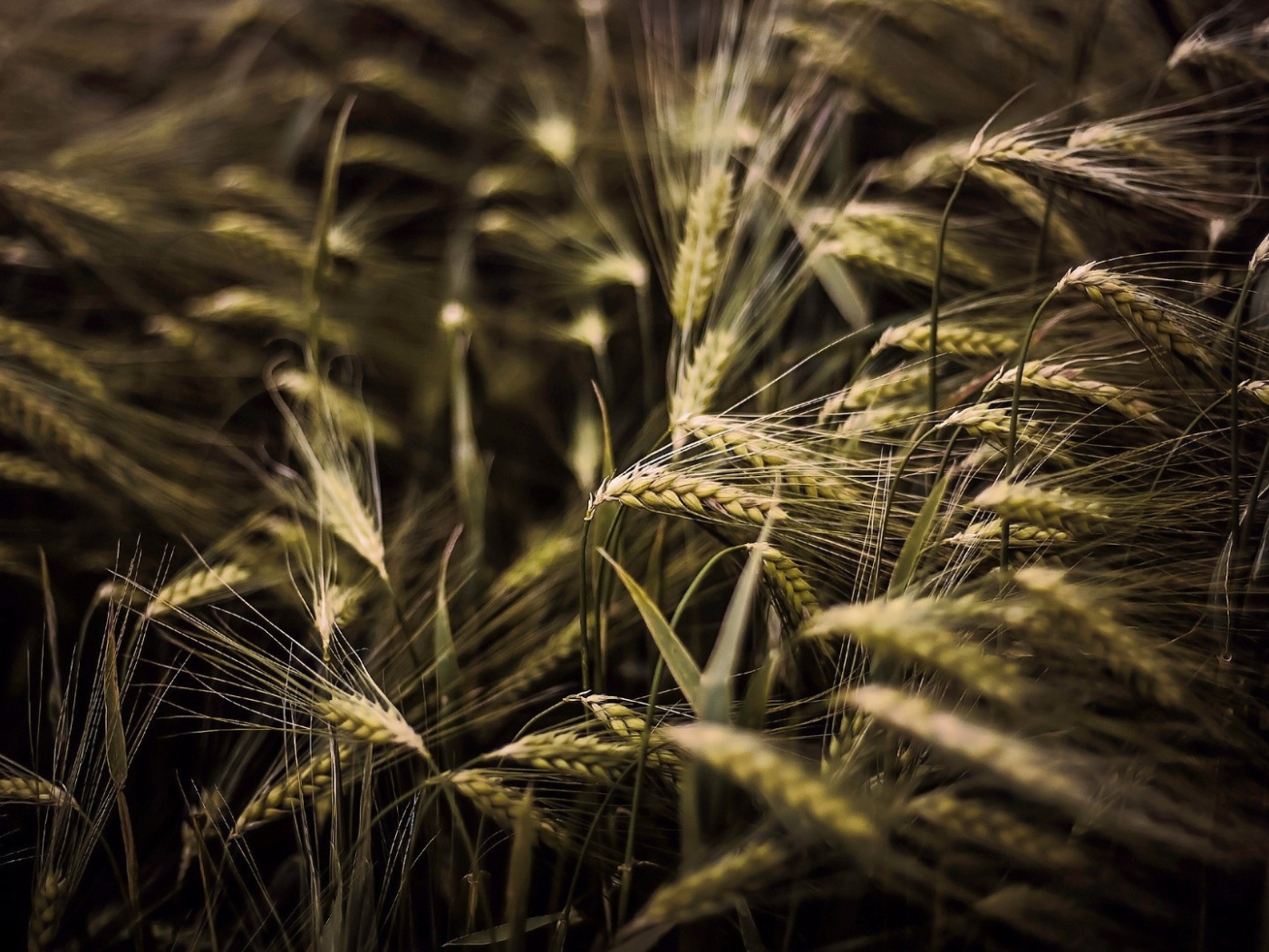 Kолоски просто