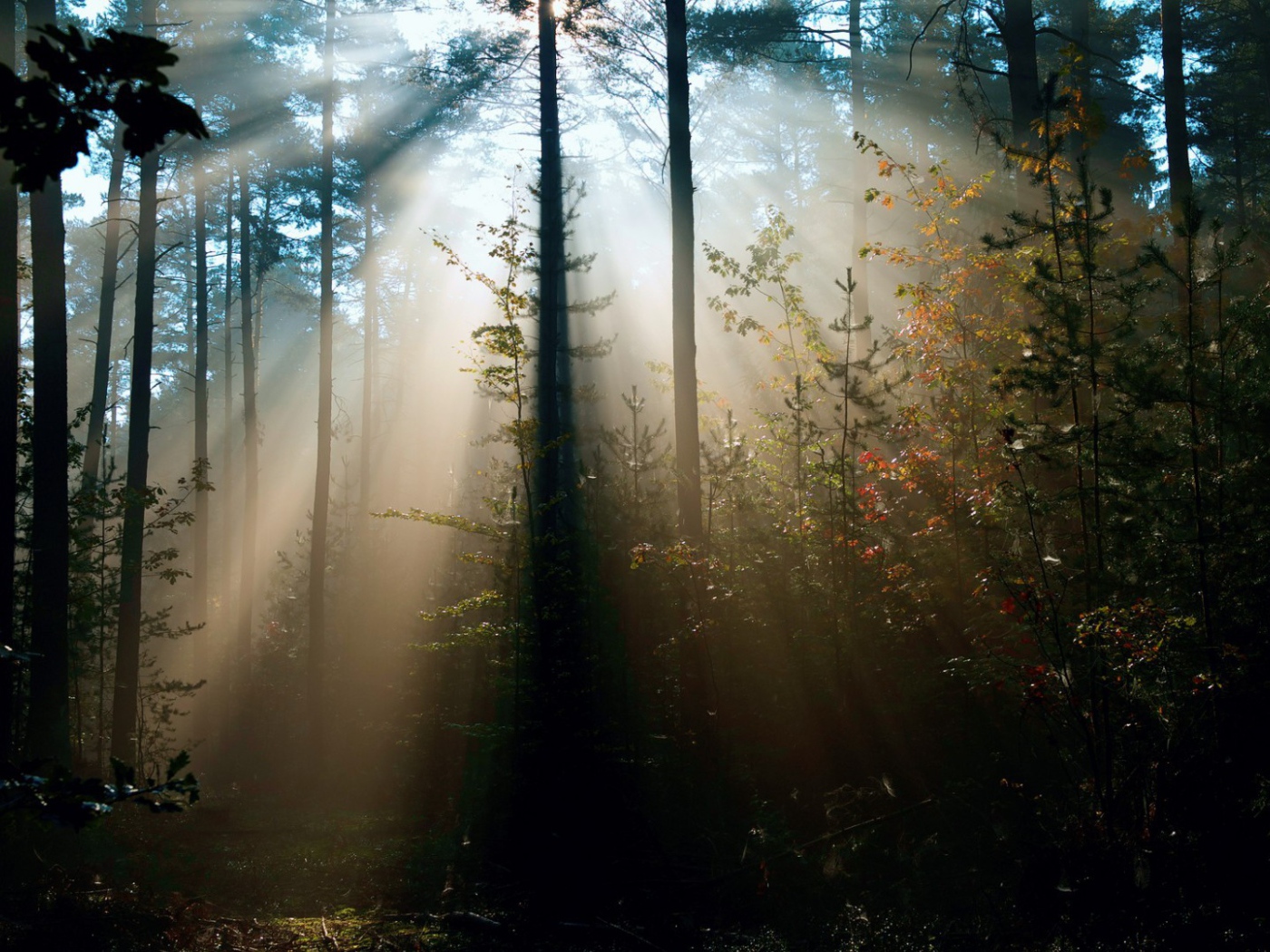 Cолнце леса