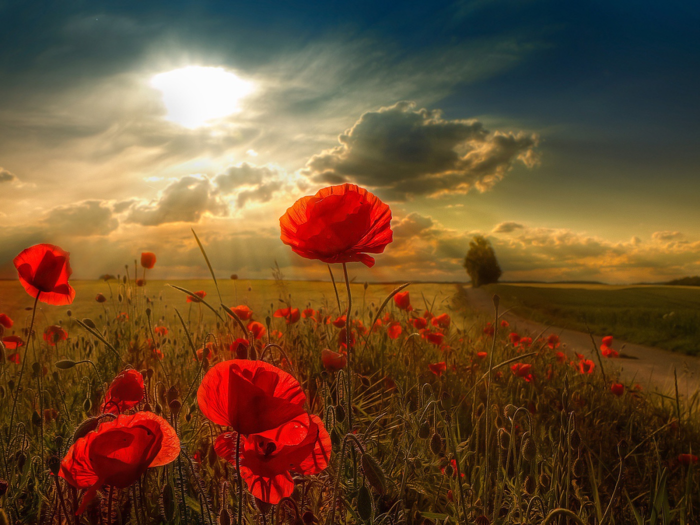 Солнечный свет