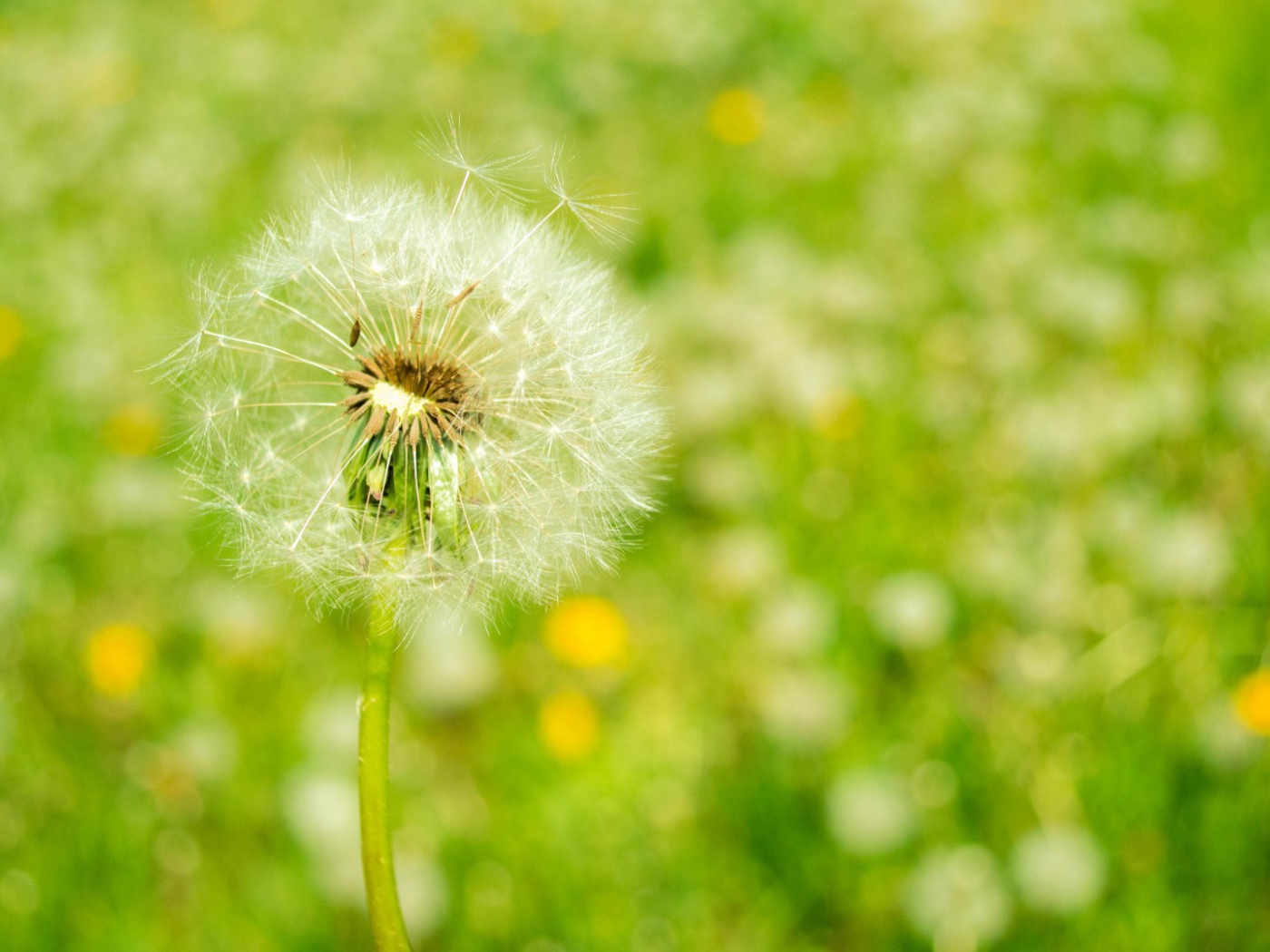 Созревший одуванчик