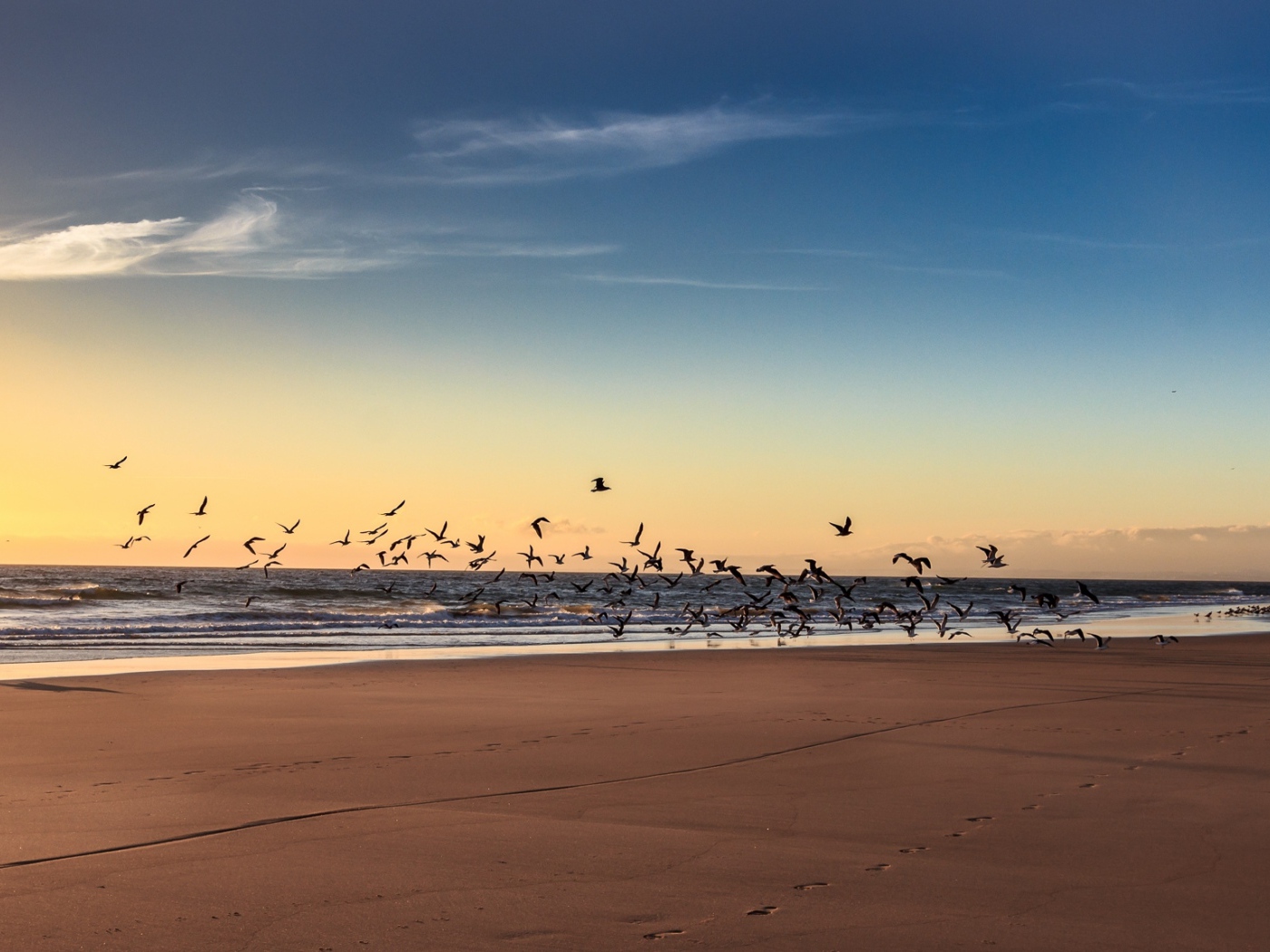 Собака гоняет птиц на пляже