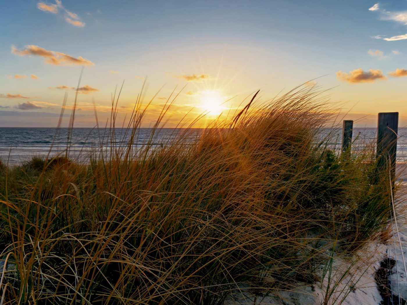 Трава на пляже