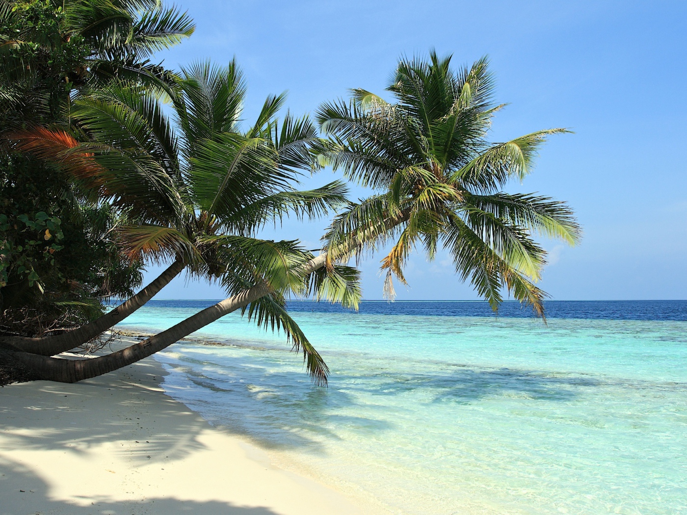 Пальмы над пляжем