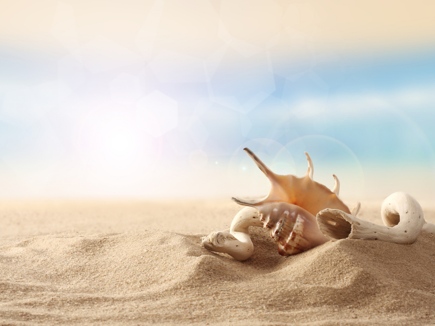 Ракушки на песке