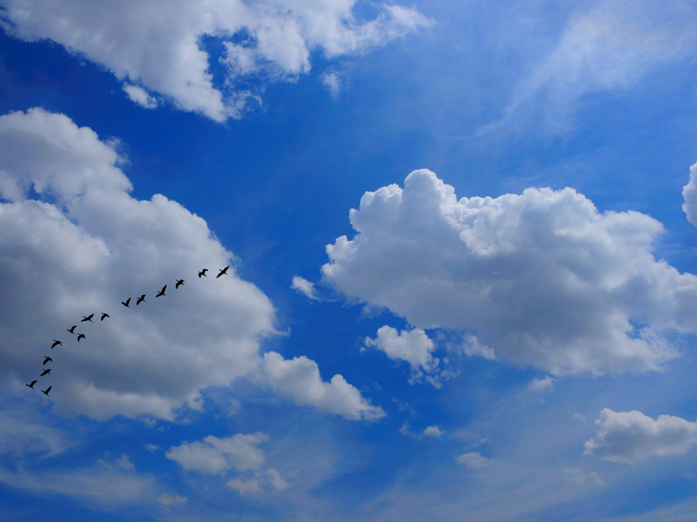 Стая птиц в облаках
