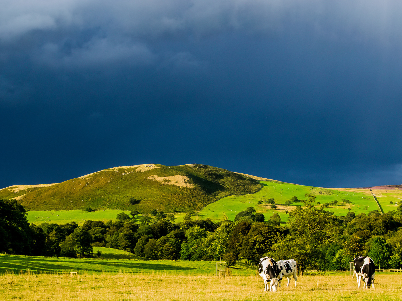 Коровы в поле
