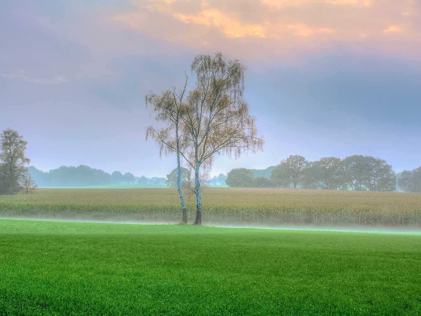 Туман над полем