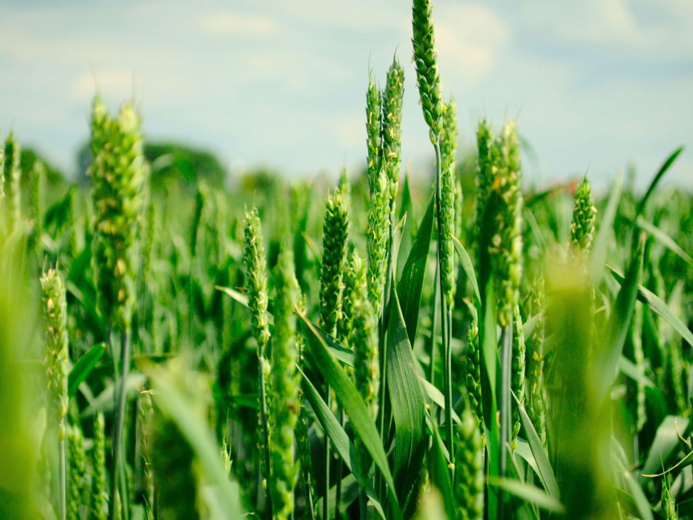 Зеленые колоски пшеницы