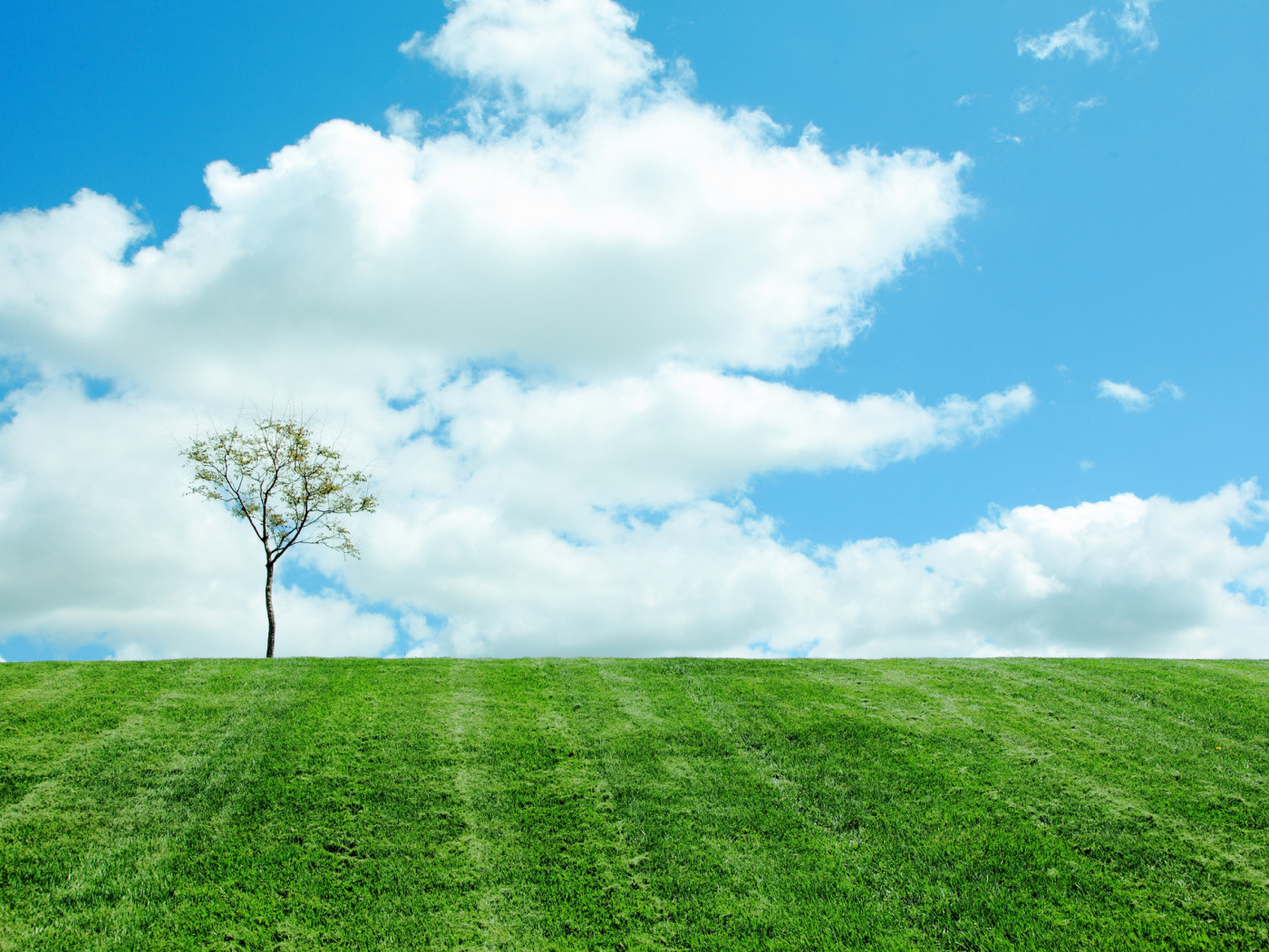 Одинокое дерево на поле