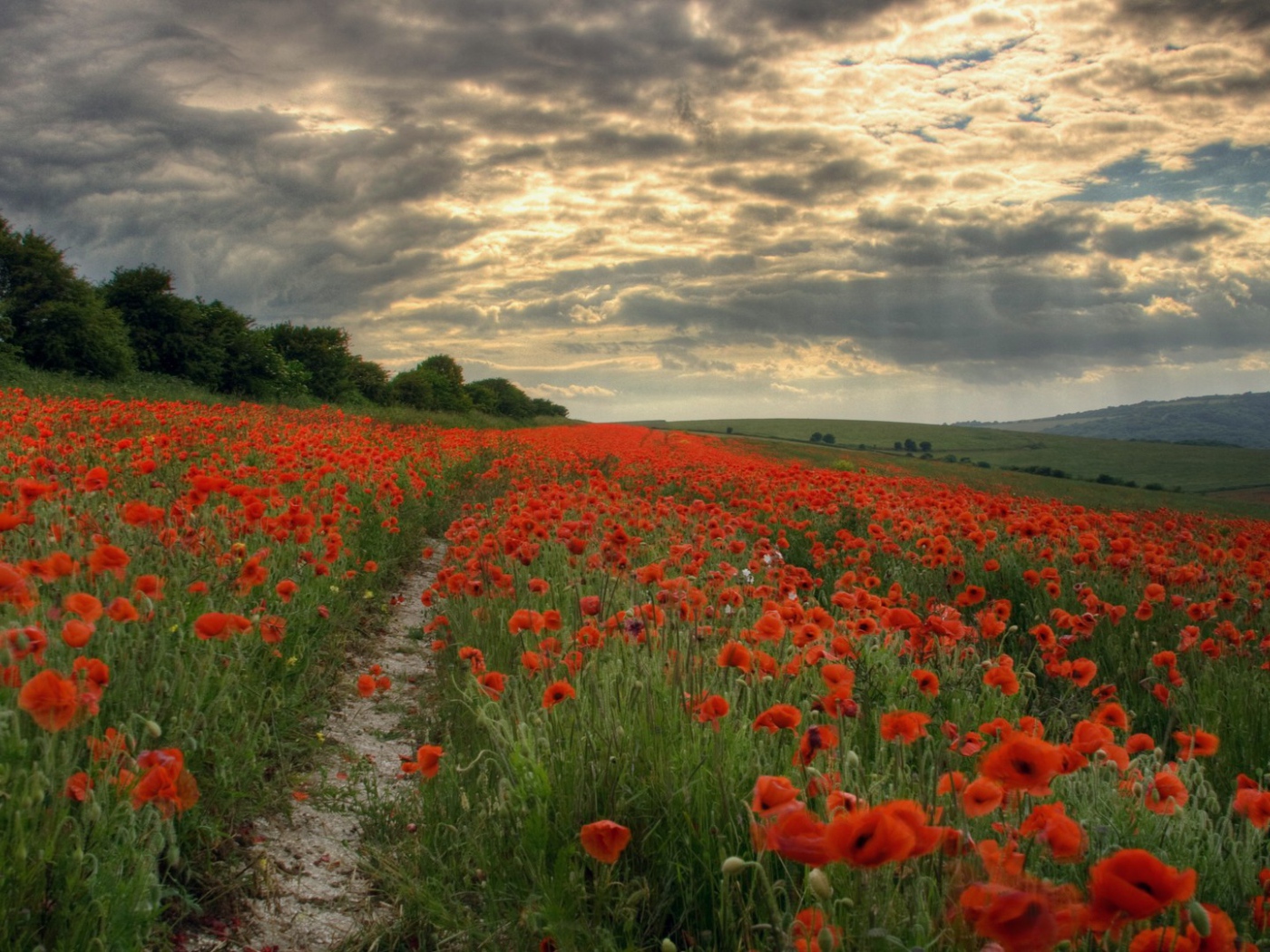 Тропинка через поле мака
