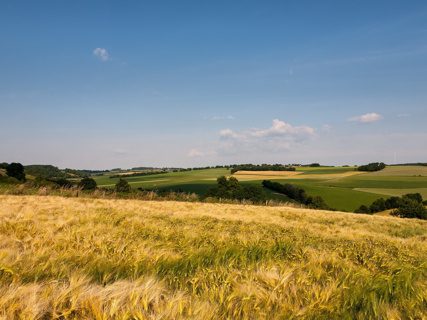 Поле до горизонта