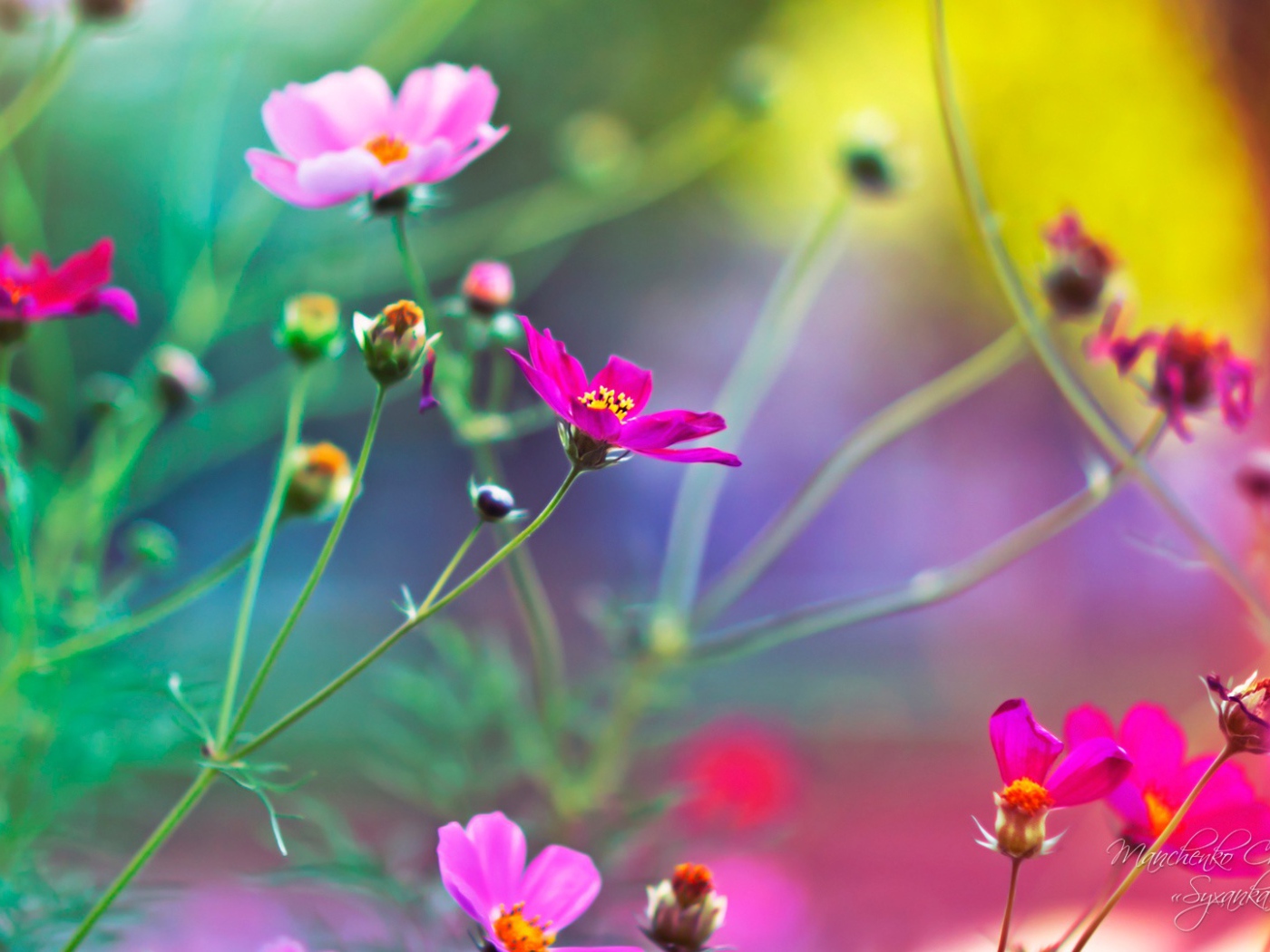 Удивительные цветы