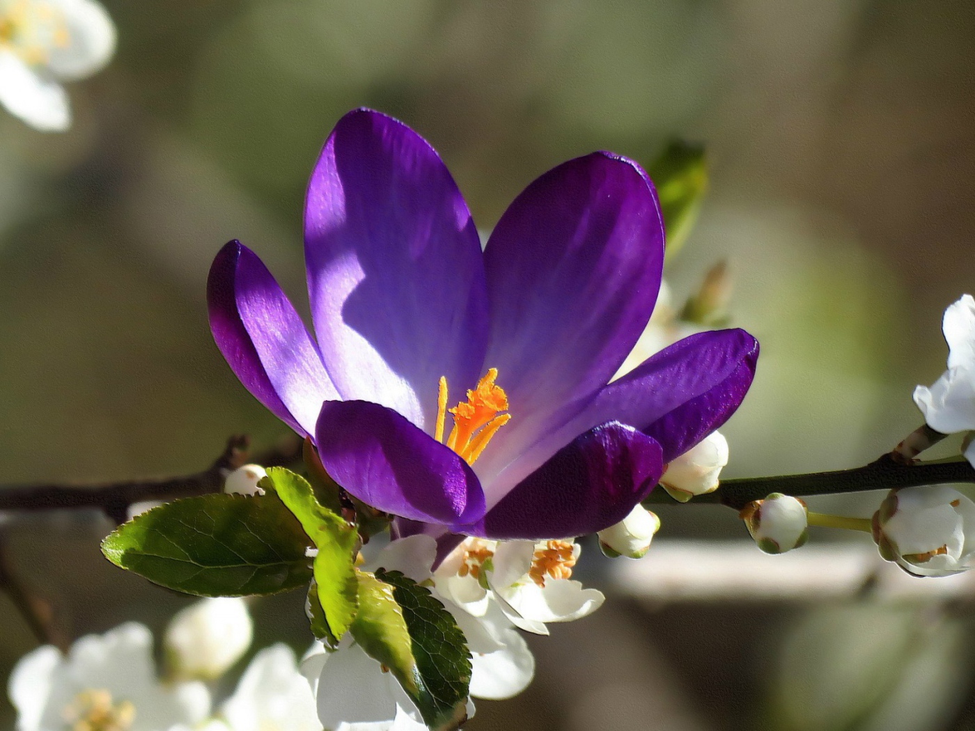 Синий цветок среди белых