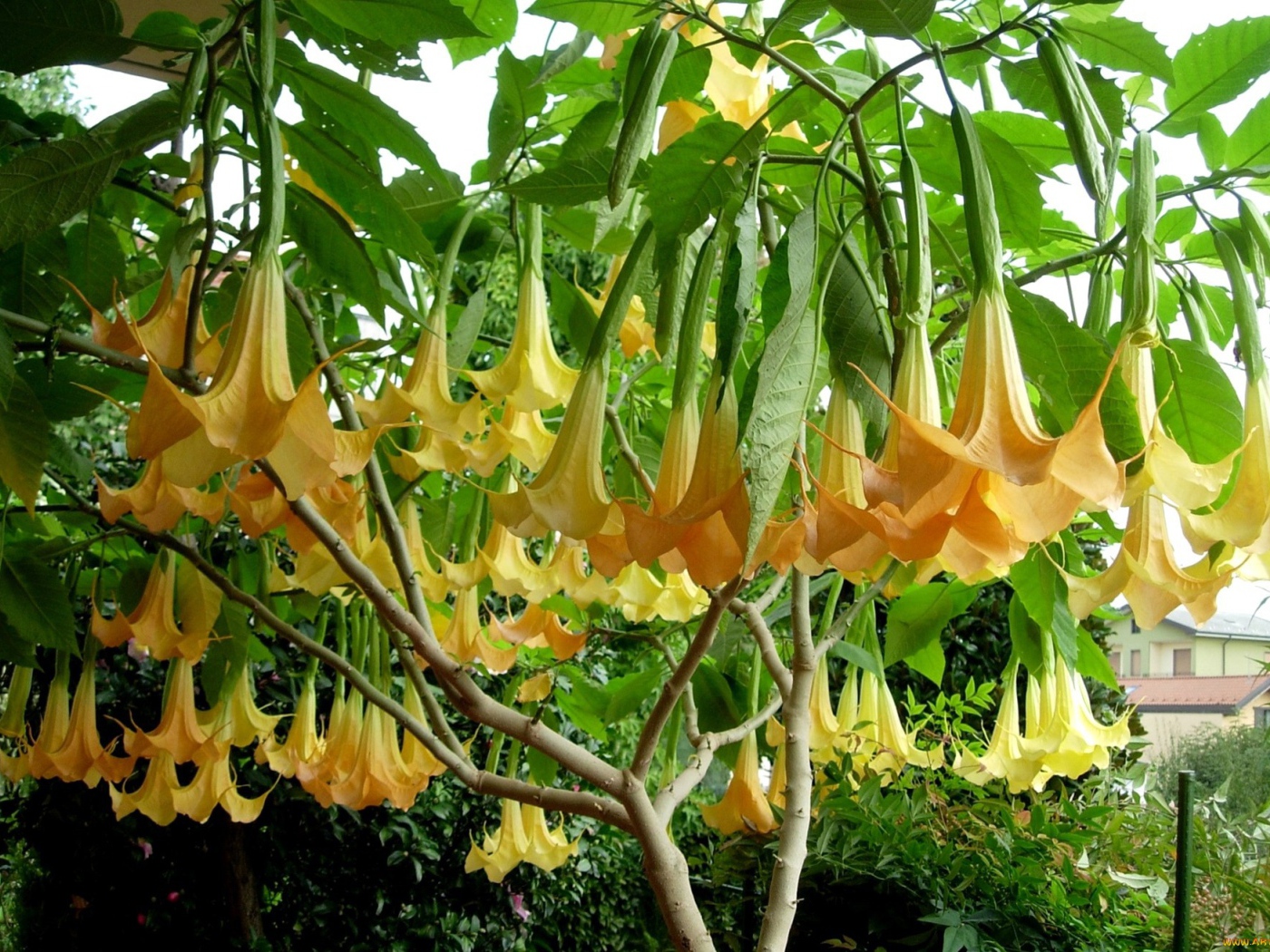 Красивая бругмансия в саду