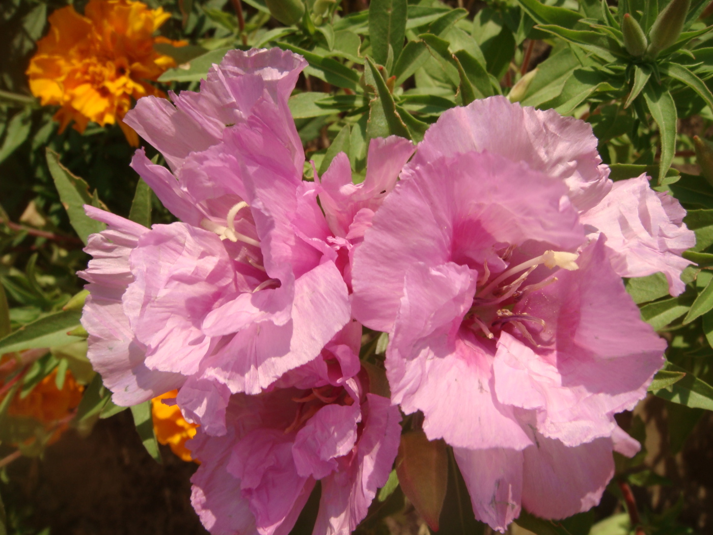 Красивая кларкия (годеция) на дачном участке