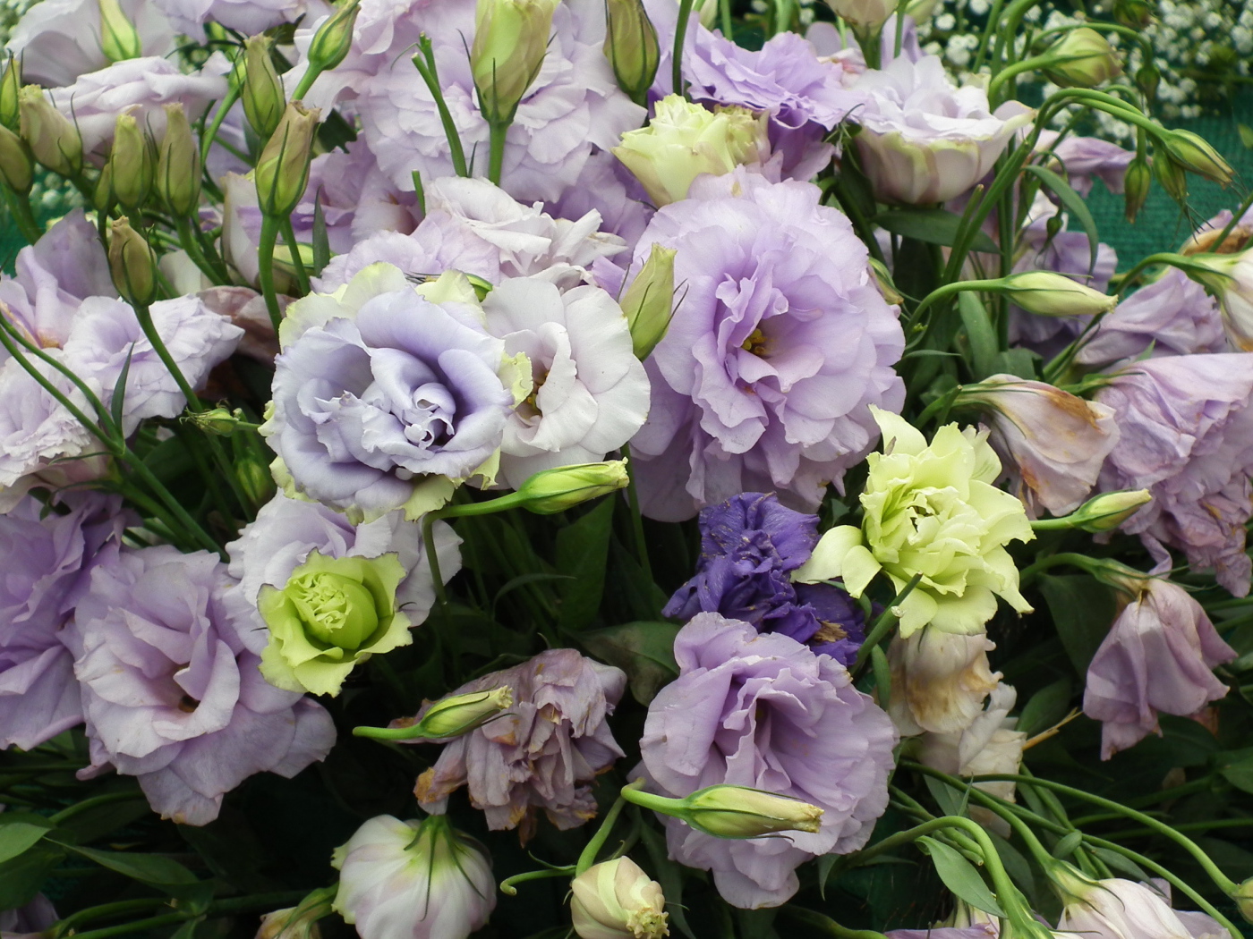 Красивая эустома (ирландская роза) на дачном участке